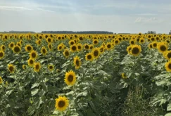 Solrosor ger jordhälsa och nya marknader till Minnesota Farm