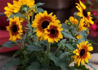 Syngenta Flowers marknadsför Sunfinity solrosor som utökad-blommande trädgård...