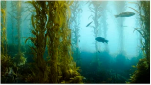 Kelp Biobränsle kan snart driva våra bilar och flygplan